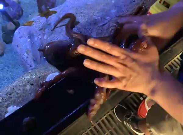hands rah towards small ocotpus in a tank
