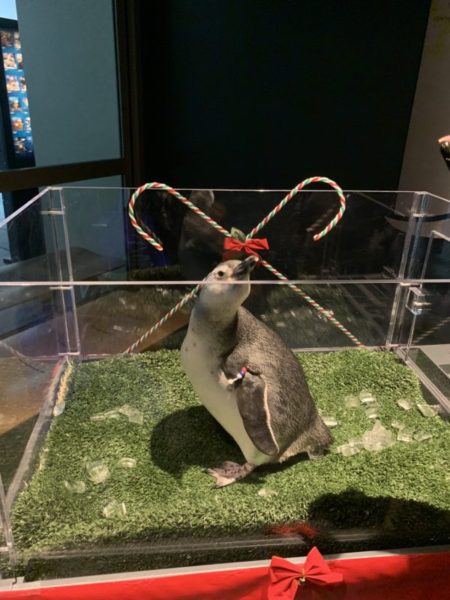 Inquisitive baby penguin reaches over the edge of his standing glass portable aquarium, with two crossed candy canes in the background.
