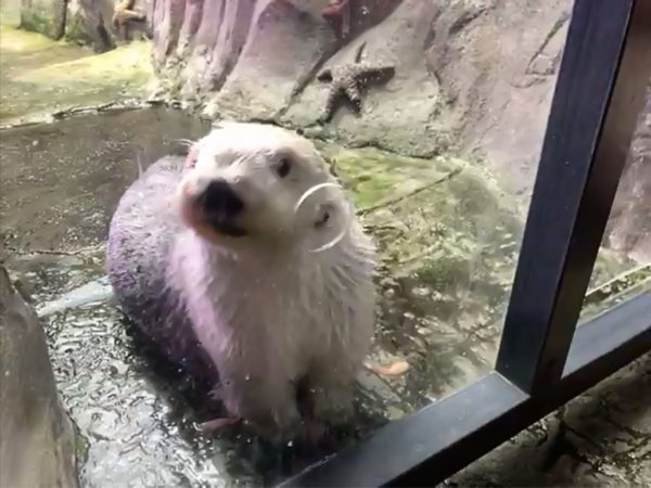 White otter near glass in her tank