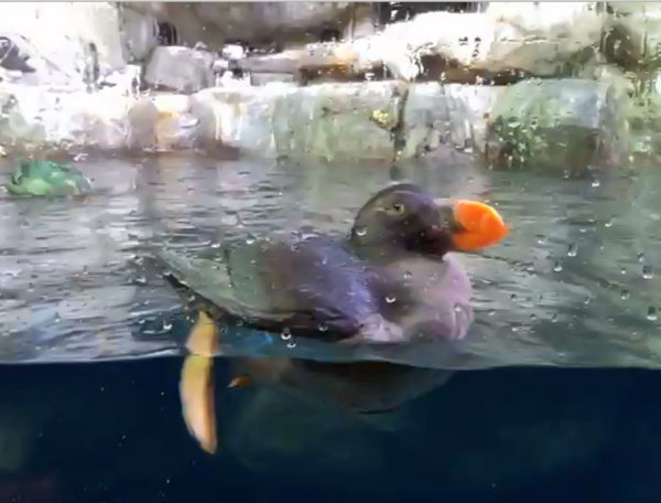 puffin with outsized orange bill swims near glass