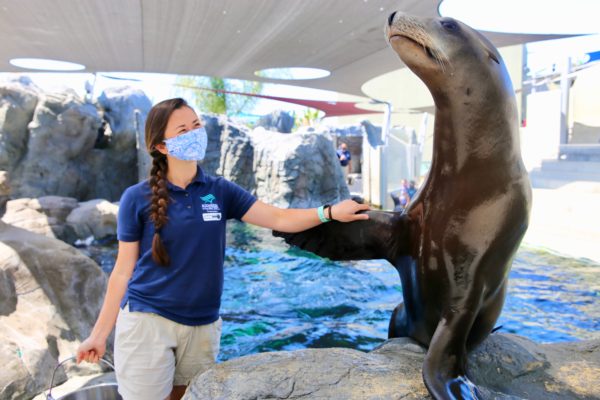 Aquarium of the Pacific female staffer shakes a sea lion's flipper in the Aquarium's Seal and Sea Lion exhibit