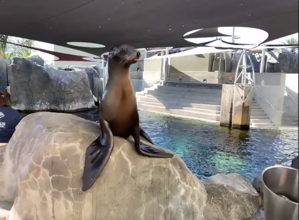 Harpo the sea lion sits up on a rock in his sea lion habitat, near the camera during "Virtual Seal and Sea Lion Encounters"