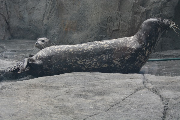 Harbor seal "Shelby", with spotted coat, reclines on the rock surface in Aquarium of the Pacific's seal habitat, with her pup's head poking up behind her