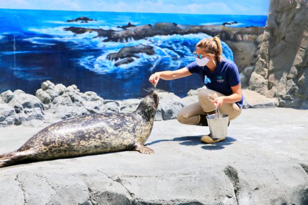 Aquarium staffer feeds fish to a sea lion in Aquarium's seal and sea lion habitat