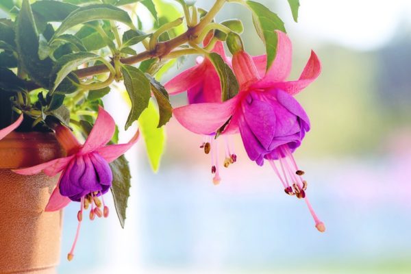 Two fuchsia blossoms hang upside down on a tree