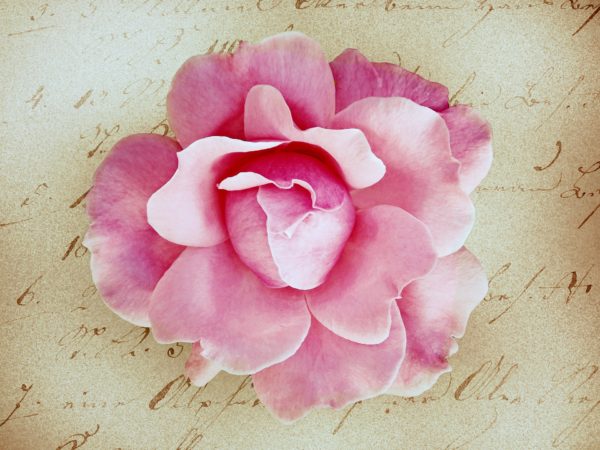 Pink camellia against a background of a faded letter