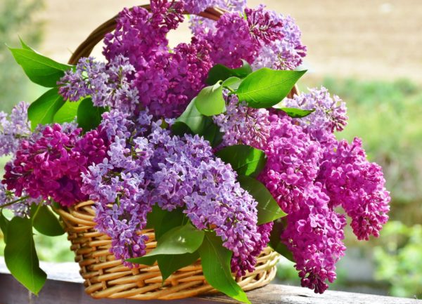 Lilacs in a basket on a table
