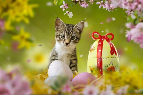 Kitten sits nar ceramic Easter egg in a yard setting