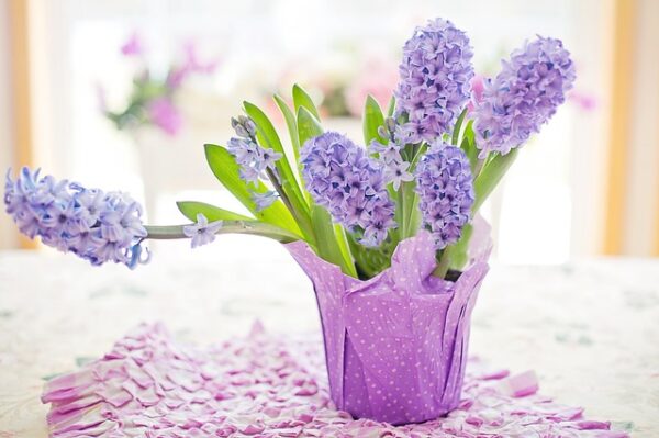 flowerpot of purple hyacinth on a flowered tablecloth