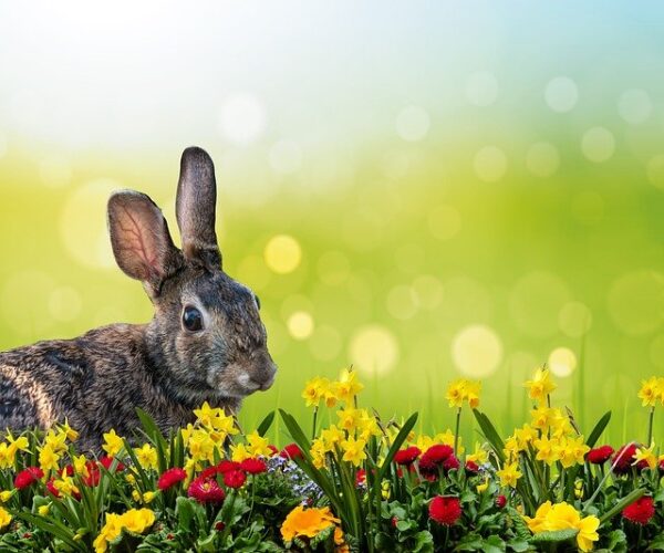 Brown rabit in a field of flowers with daffodils and colored eggs
