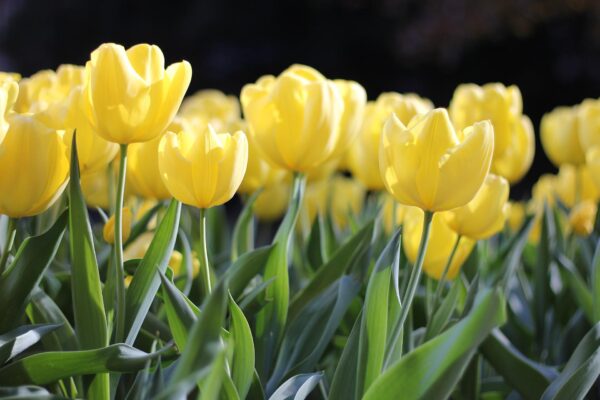 Bed of sunny yellow tulips in an outdoor setting