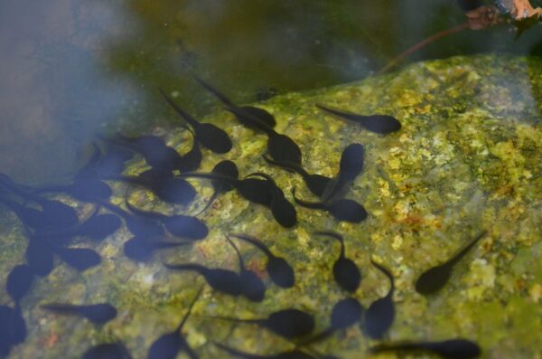 Lots of black tadpoles in shallow water