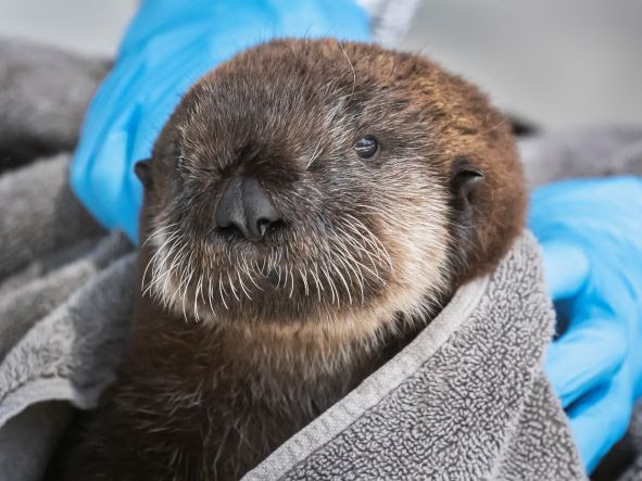 Baby sea otter pup wrapped in a blanket