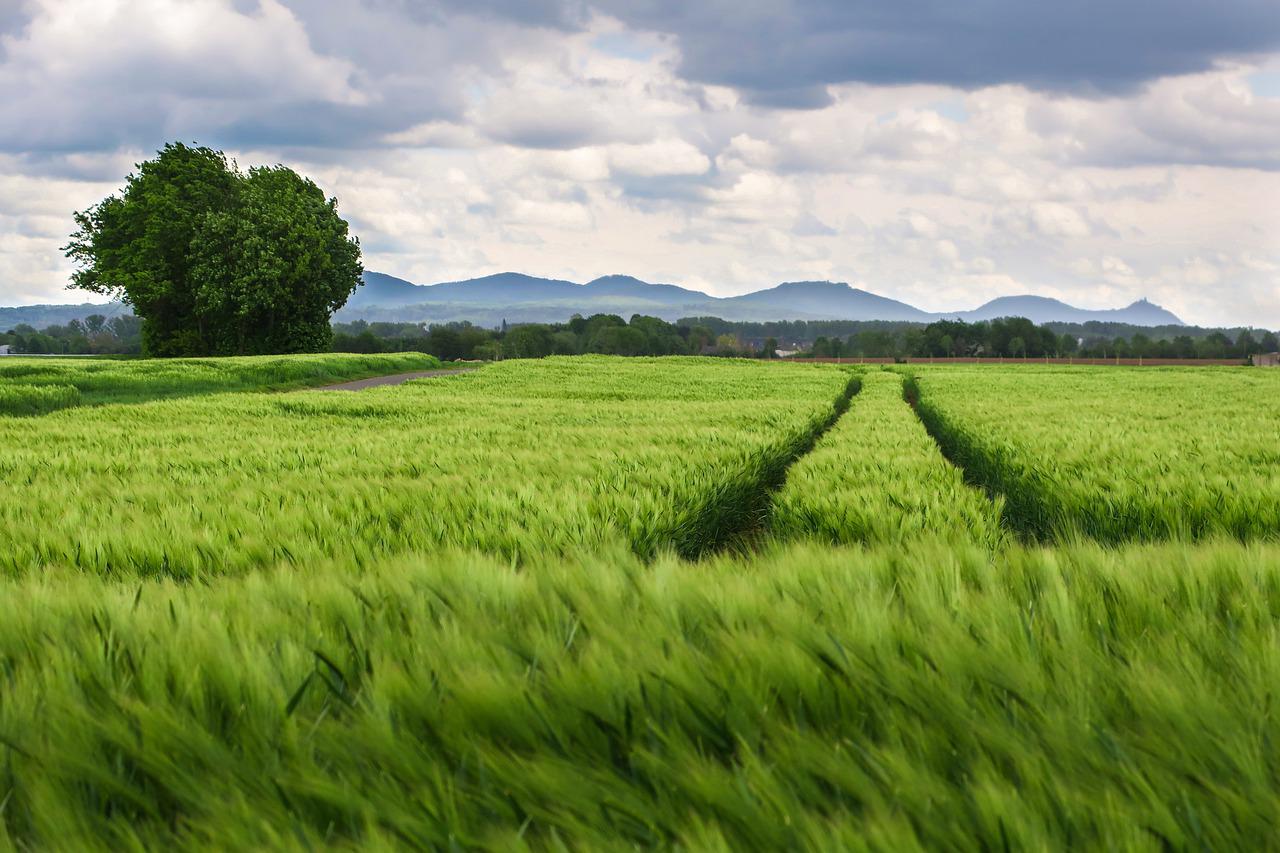 Pathway in a plowed green field with mountains and trees in the distance along with white clouds in a blue sky