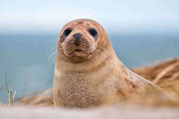 Closeup of brown seal pup with ocean in the background