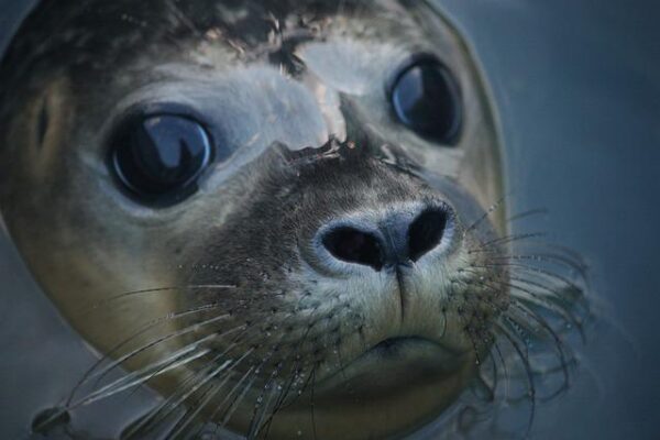 Closeup of gray seal's ace with black nose and soulful dark eyes