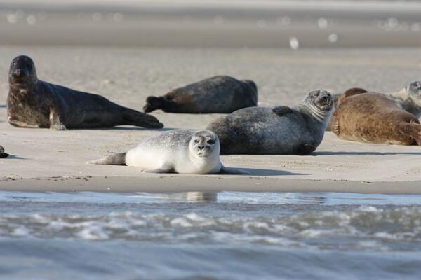 White seal pup lies in the sand surrounded by three gray harbor seals with a brown seal in the distance at the edge of the sea