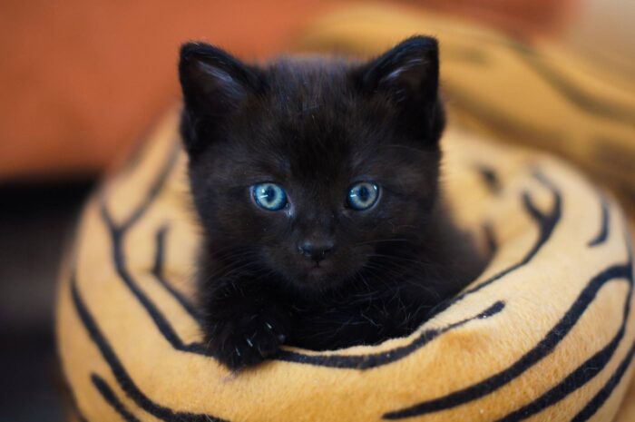 Black kitten curls up in an orange-and-black striped mat
