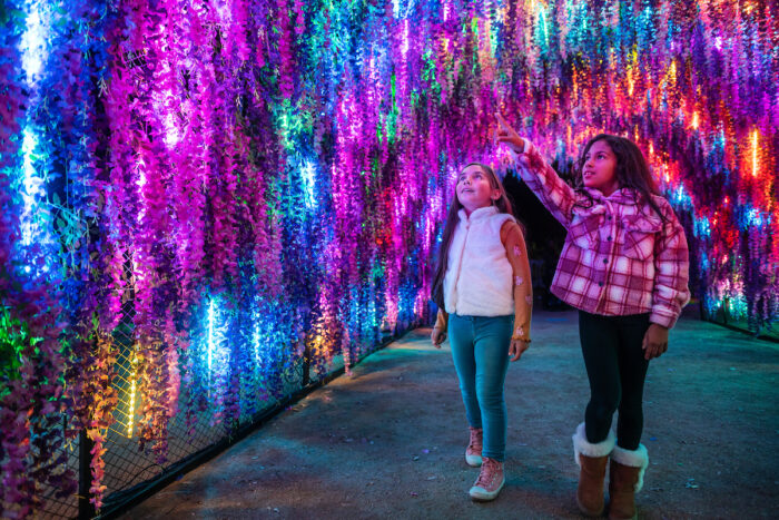 Visitors walk through "Twinkle Tunnel" with rainbow-coloredlights in magenta, turquoise and gold