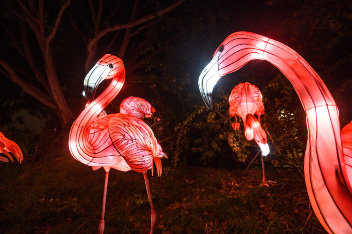 Three pink flamingo lantern sculptures stand against a night sky