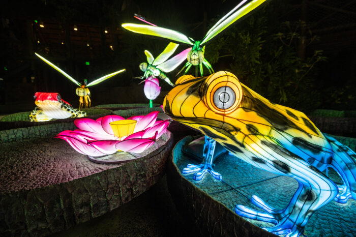 Lantern sculptures of a frog in front of a pink water lily with dragonflies in the background
