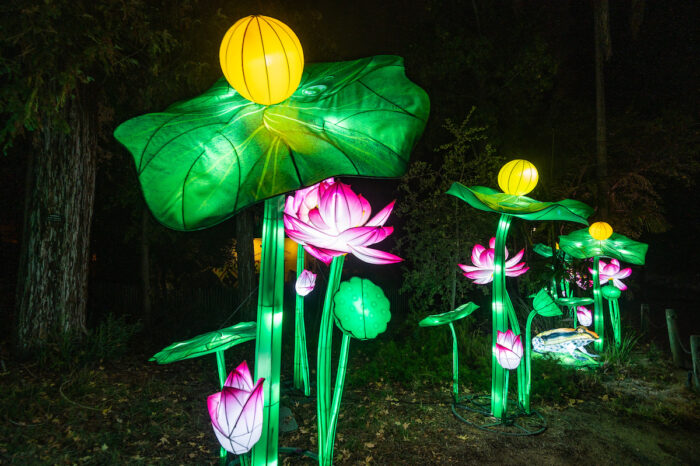 Giant pink lily and green leaves with a gold "flower bulb" in lanterns