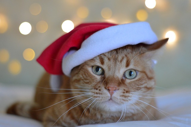 Orange tabby cat with green eyes and a Santa hat