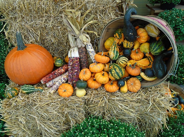 Small pumpkins spill out of a cornucopia on straw with a larger orange pumpkin and ears of harvest corn nearby.