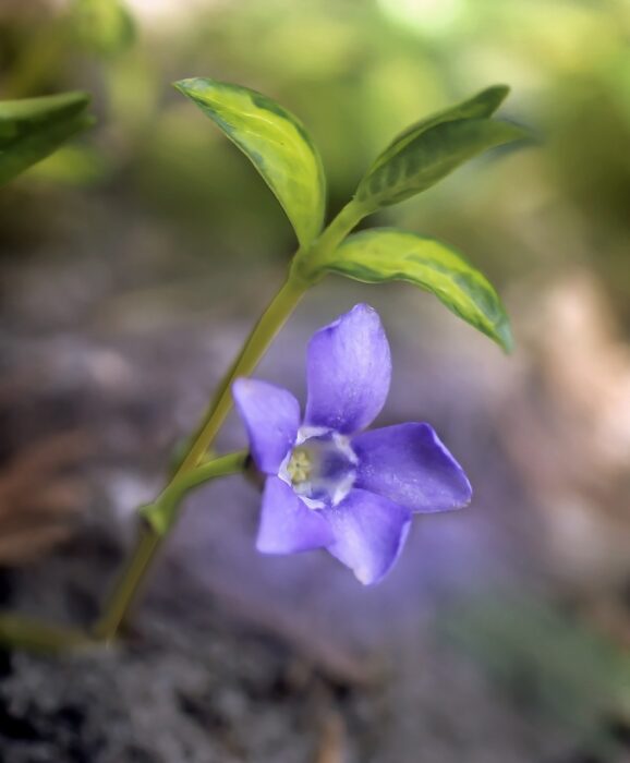Delicate purple periwinkle flower growing in the wild