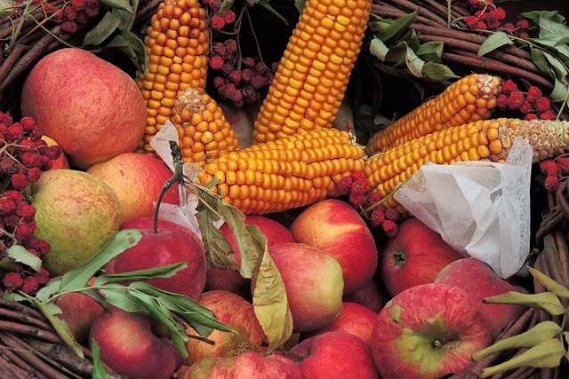 Red apples lie in leaves under yellow ears of corn in an outdoor setting