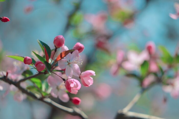 Pink cherry blossoms in bud on a tree against a background of blue sky.