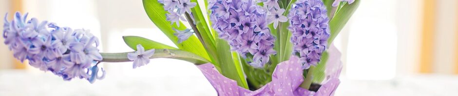 Purple hyacinth in a foil-wrapped pot