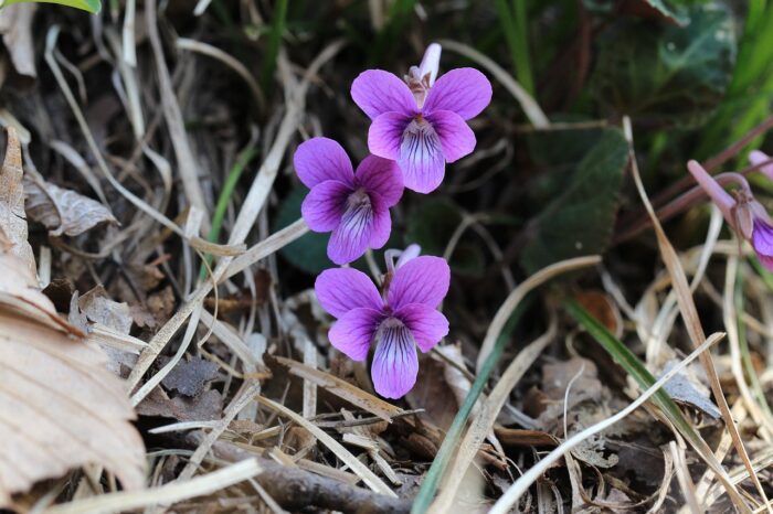 Three purple wild violets growing in a clump of grass
