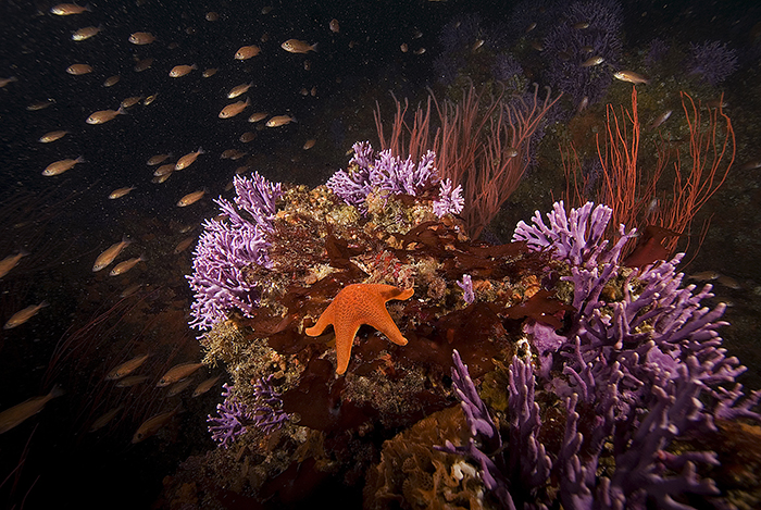 Bright orange sea star among the Farnsworth Coral