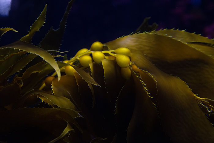 Closeup of kelp bed
