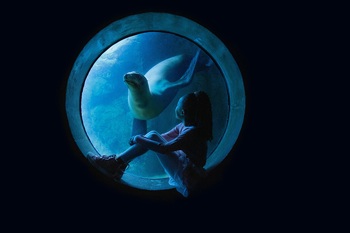Young girl sits in a circular porthole and watches as a sea lion swims towards her in its tank