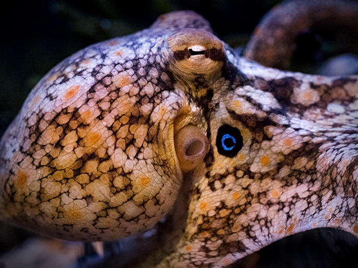 Two-spot octopus with brown and white coloring