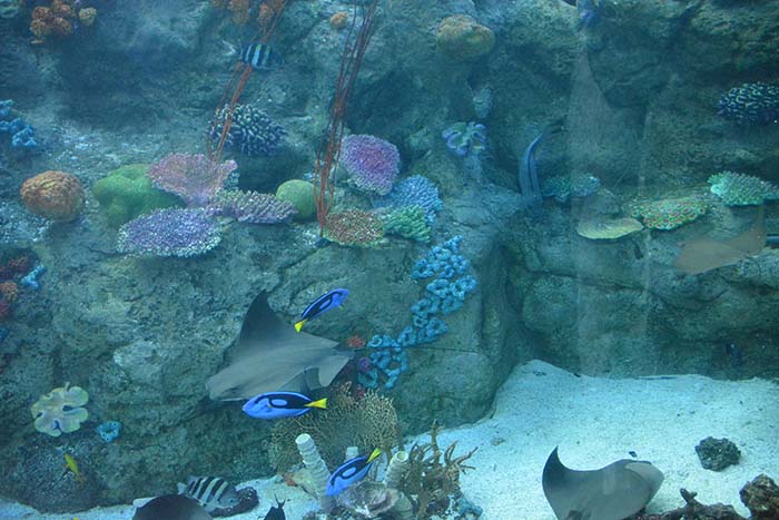 Blue fish in an Aquarium tank