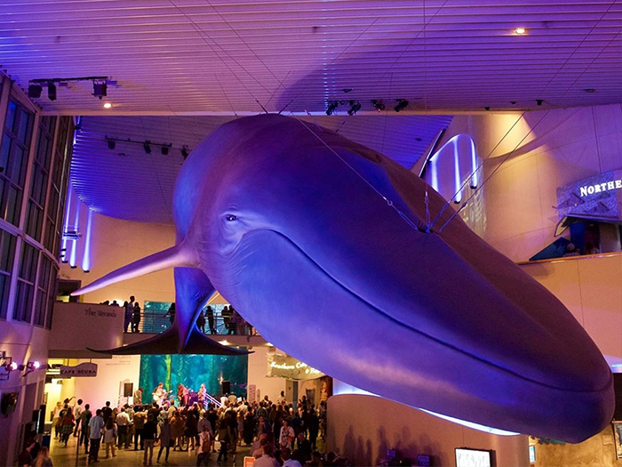 Visitors walk through the Aquarium's Great Hall at night, under a blue whale model hanging from the ceiling in purple light.