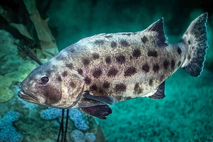 Giant spotted sea bass swims in its tank