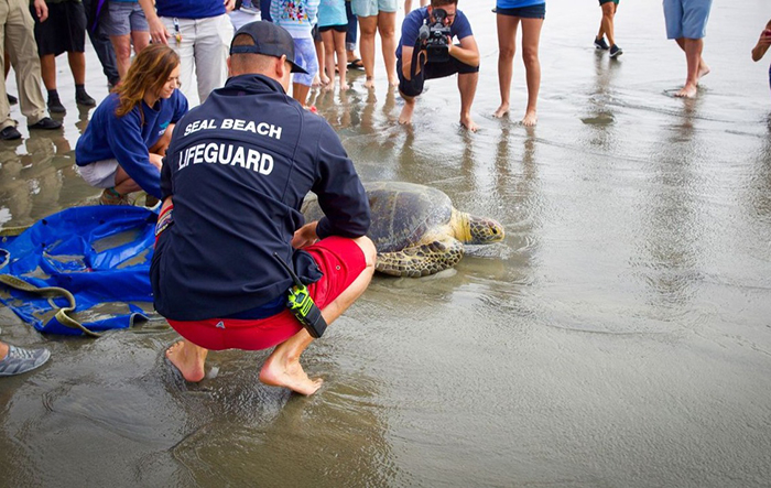Man with "Seal Beach Lifeguard" on the back of his sweatshirt releases a green sea turtle into the ocean as bystanders watch
