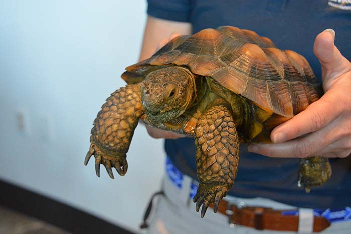 Aquarium staffer holds a giant orange turtle