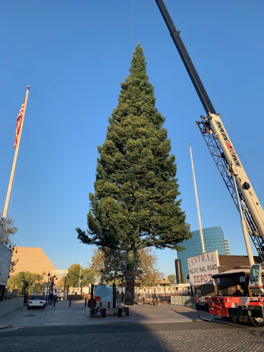 Cranes lift giant fir tree and secure it in place at Old Sacramento Waterfront.