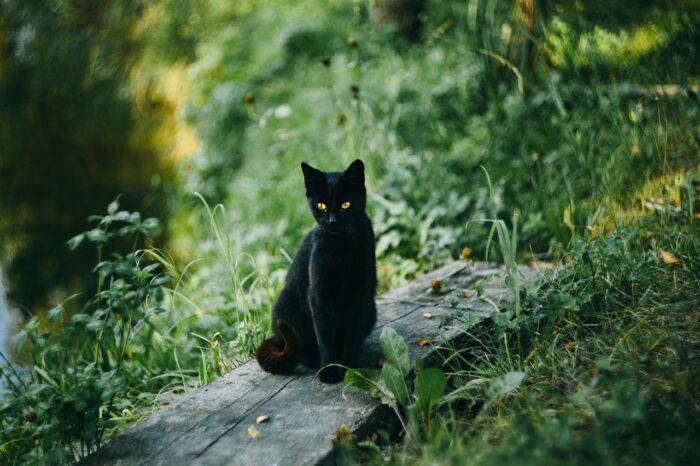 Shorthaired black cat sits outside in wooded area.