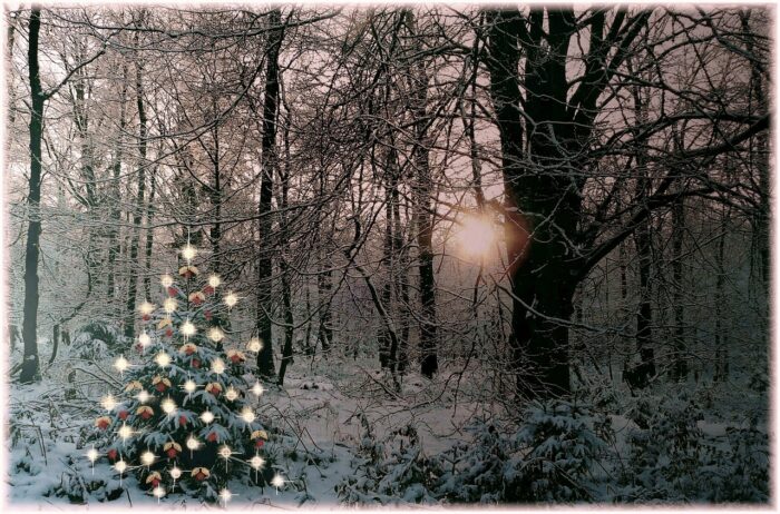 Pine tree alight with white lights and gold balls as it stands in a snow-covered wooded area.