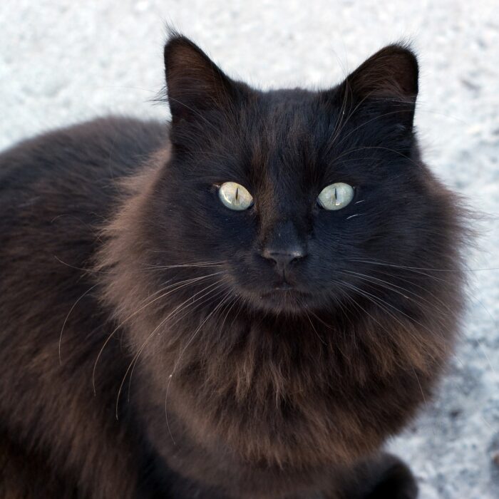Long-haired black cat with green eyes against white background