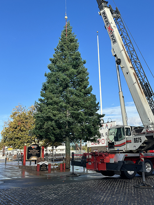 Crane boosts giant tree into place at Old Sacramento Waterfront. (Poto supplied by Traci Rockefeller Cusack.)