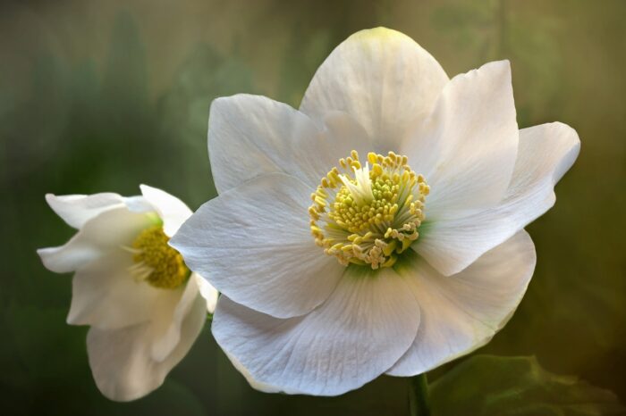 Two white Christmas roses have starlike points and gold pollen centers.