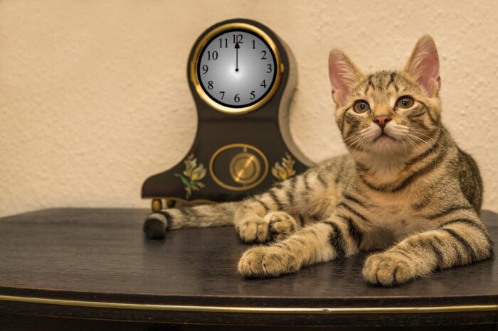 Striped gray tabby cat sits next to a mantel clock that shows "12 o'clock' in Roman numerals.
