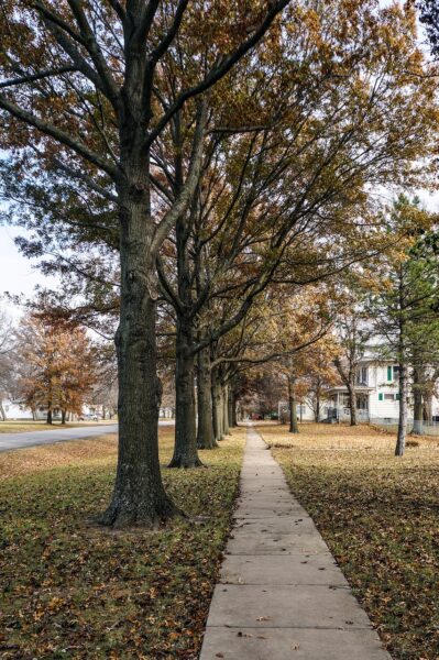 Autumn trees loine a suburban sidewalk